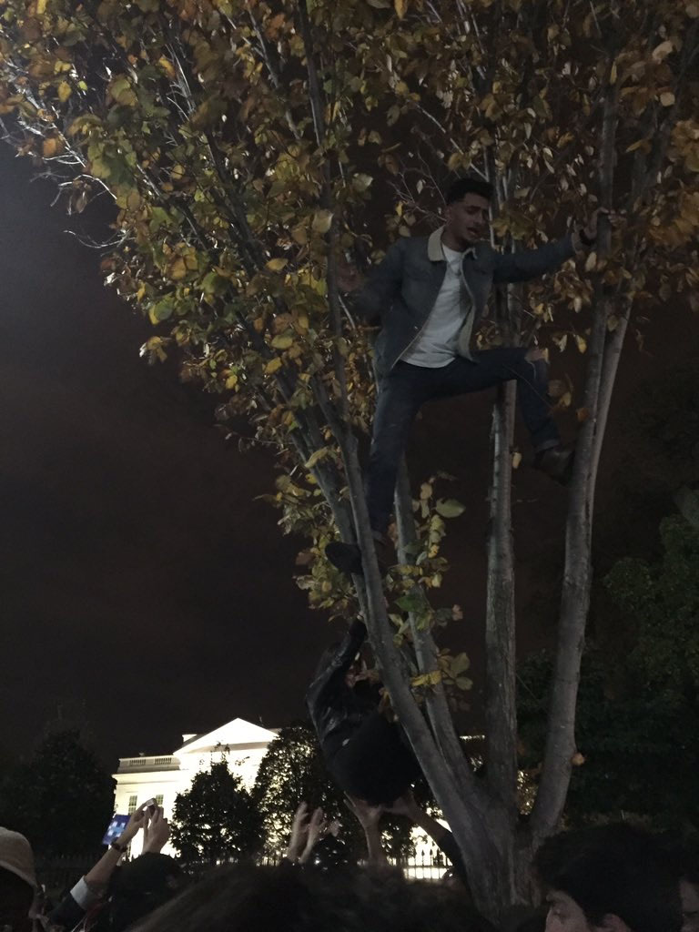 A man climbs a tree as crowds gather in front of the White House. (WTOP/Michelle Basch)