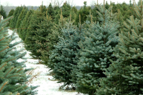 Where to get a Christmas tree in the DC area