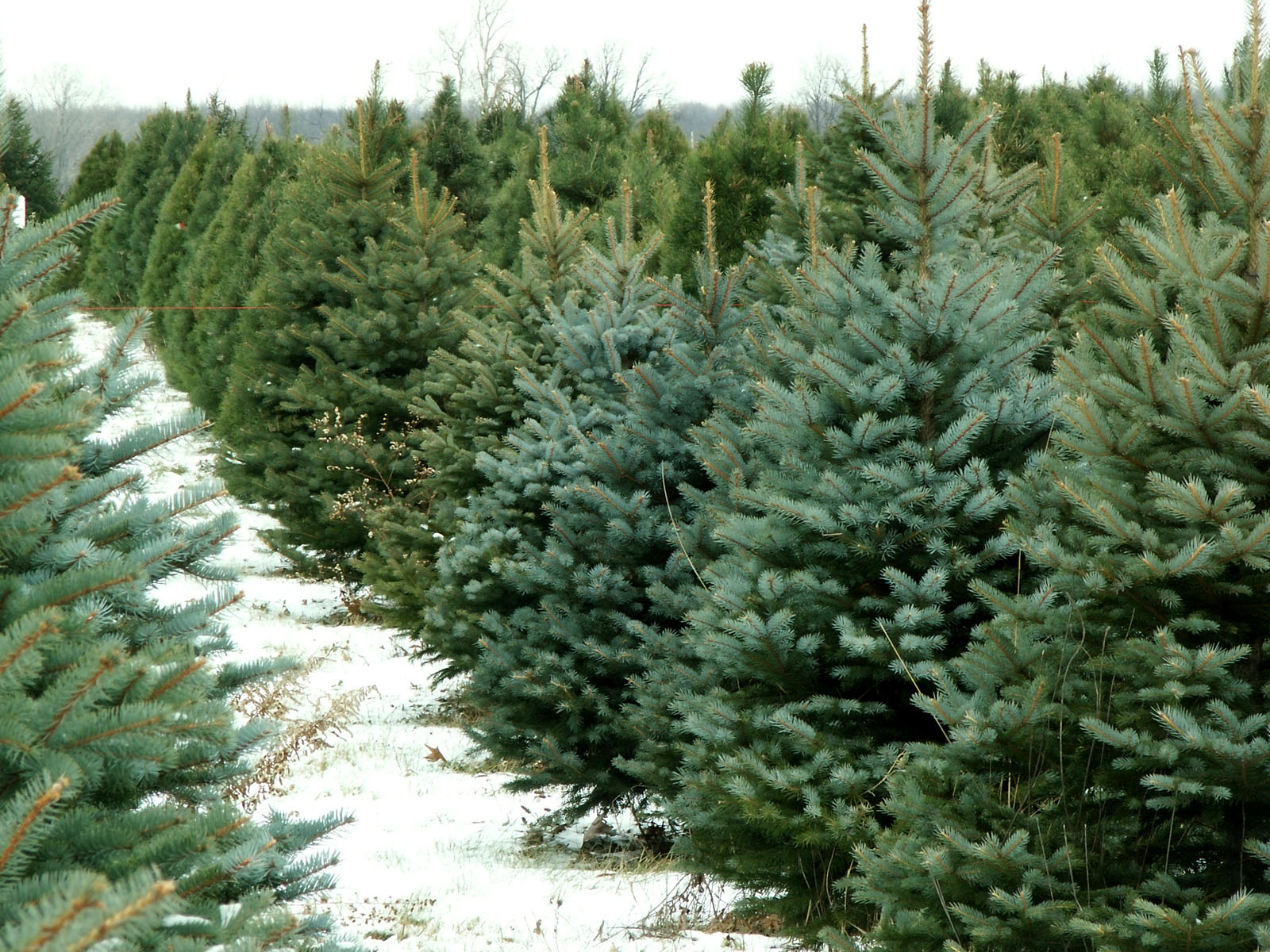 where-to-get-a-christmas-tree-in-the-dc-area-wtop-news