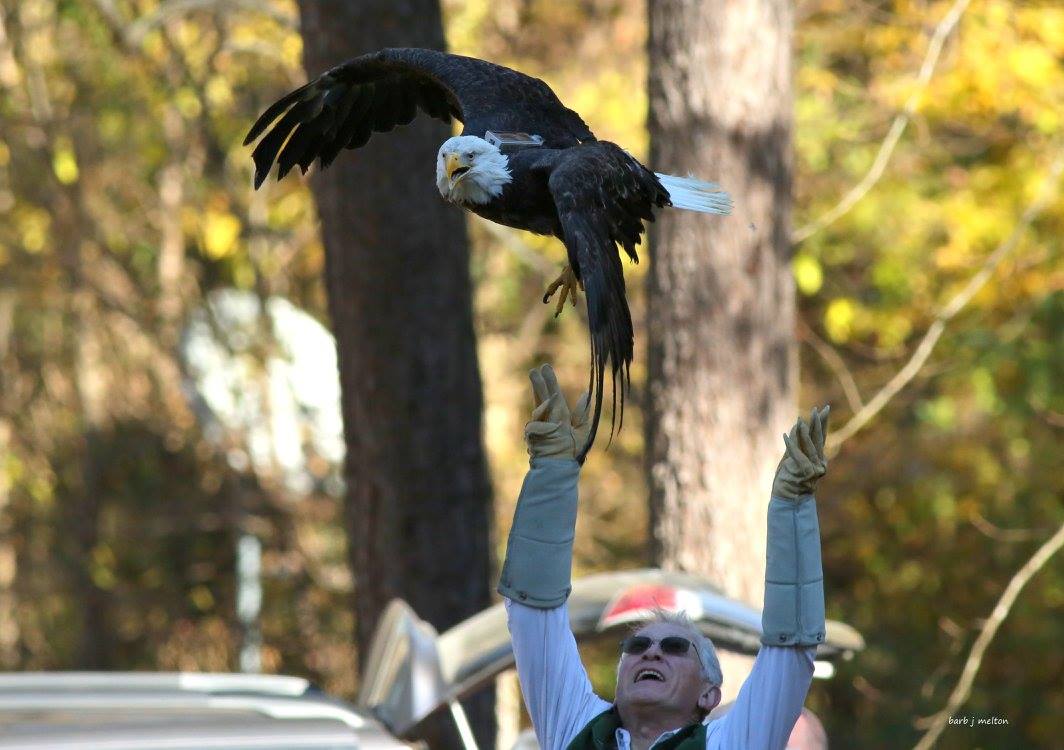-- Following a “3-2-1” countdown, a rehabilitated bald eagle was released back into the wild to applause from onlookers Wednesday in Surry, Virginia. (Courtesy Barb Melton)
