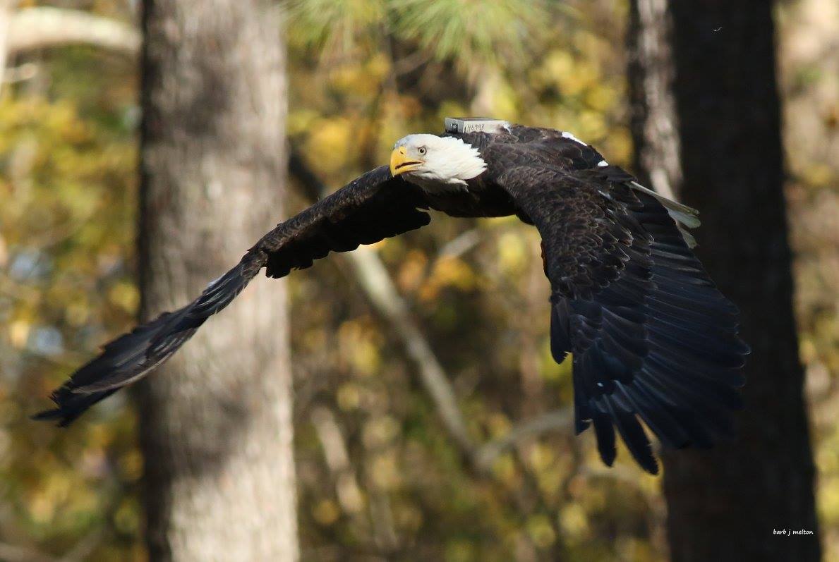 Earlier this month the eagle was fitted with a GPS transmitter. The equipment will allow biologists to monitor its movements and learn more about things like how high bald eagles fly, and how far they migrate in winter. (Courtesy Barb Melton)