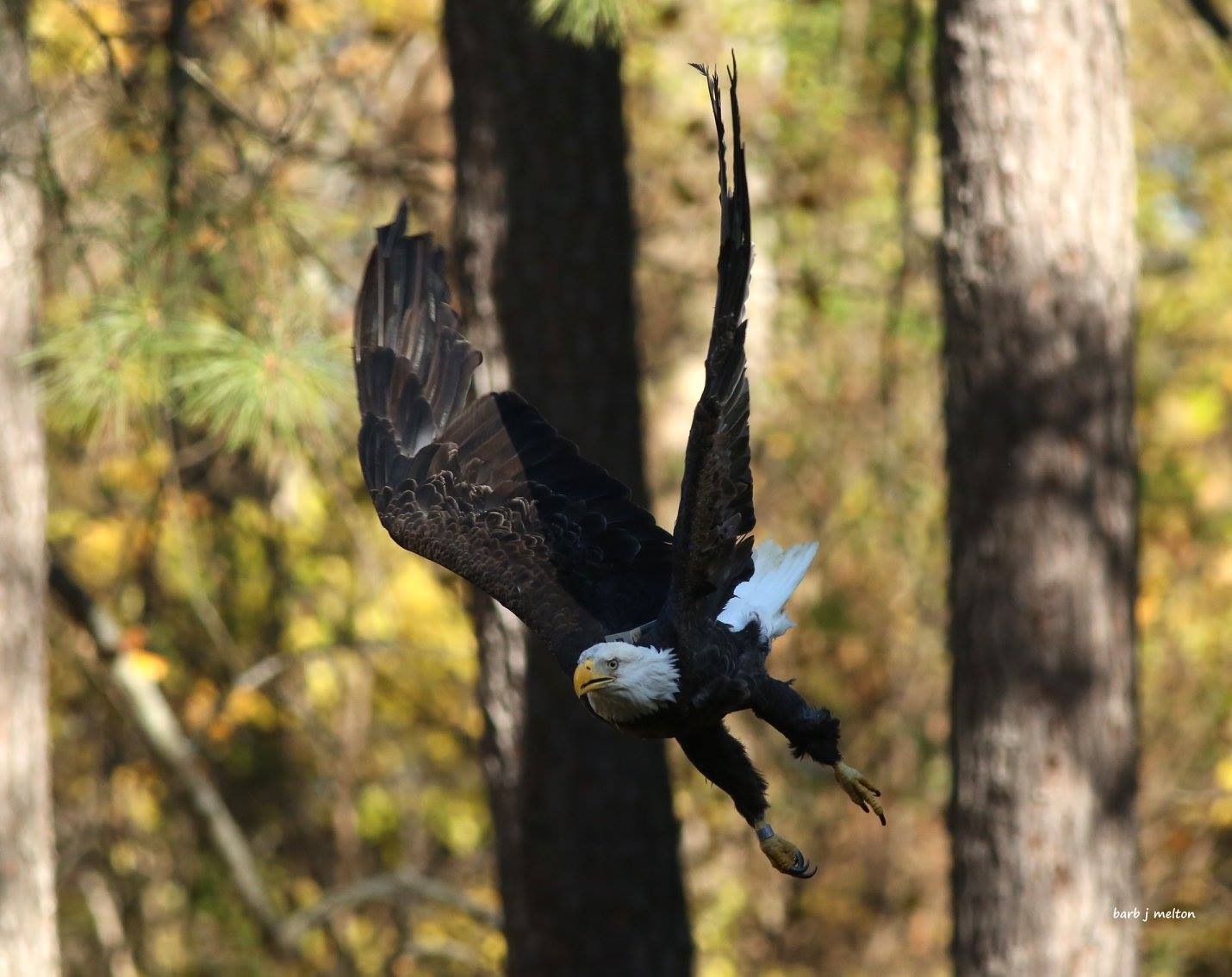 Wednesday afternoon, the eagle was released at Chippokes Plantation State Park in Surry in front of an eager gathering of spectators.
