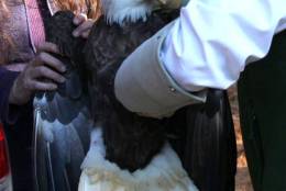 A handler holds the eagle before its release at the Wildlife Center of Virginia in Surry, Virginia, Wednesday, Nov. 23, 2016. (Courtesy Barb Melton)