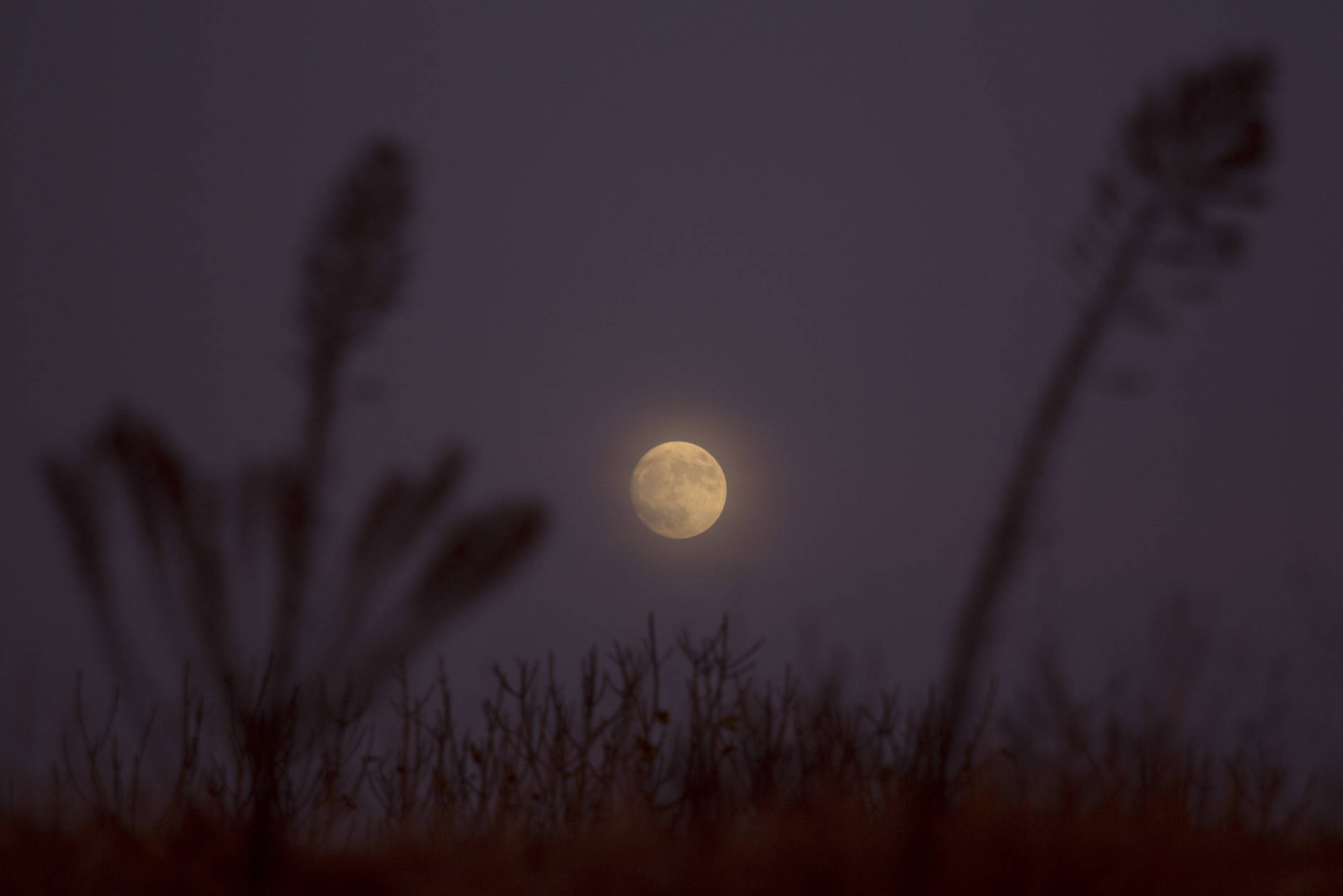 The moon rises over Hefer Valley in Israel, Sunday, Nov. 13, 2016. The upcoming supermoon, on Nov. 14, will be especially "super" because it's the closest full moon to Earth since 1948. (AP Photo/Ariel Schalit)