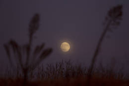 The moon rises over Hefer Valley in Israel, Sunday, Nov. 13, 2016. The upcoming supermoon, on Nov. 14, will be especially "super" because it's the closest full moon to Earth since 1948. (AP Photo/Ariel Schalit)