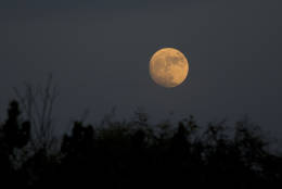 The moon rises over Hefer Valley in Israel, Sunday, Nov. 13, 2016. The upcoming supermoon, on Nov. 14, will be especially "super" because it's the closest full moon to Earth since 1948. (AP Photo/Ariel Schalit)