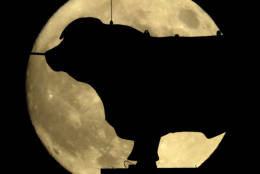 The full moon rises beyond a statue of a cow Sunday, Nov. 13, 2016, in Kansas City, Mo. Monday morning's supermoon was to be the closest a full moon has been to Earth since Jan. 26, 1948. (AP Photo/Charlie Riedel)