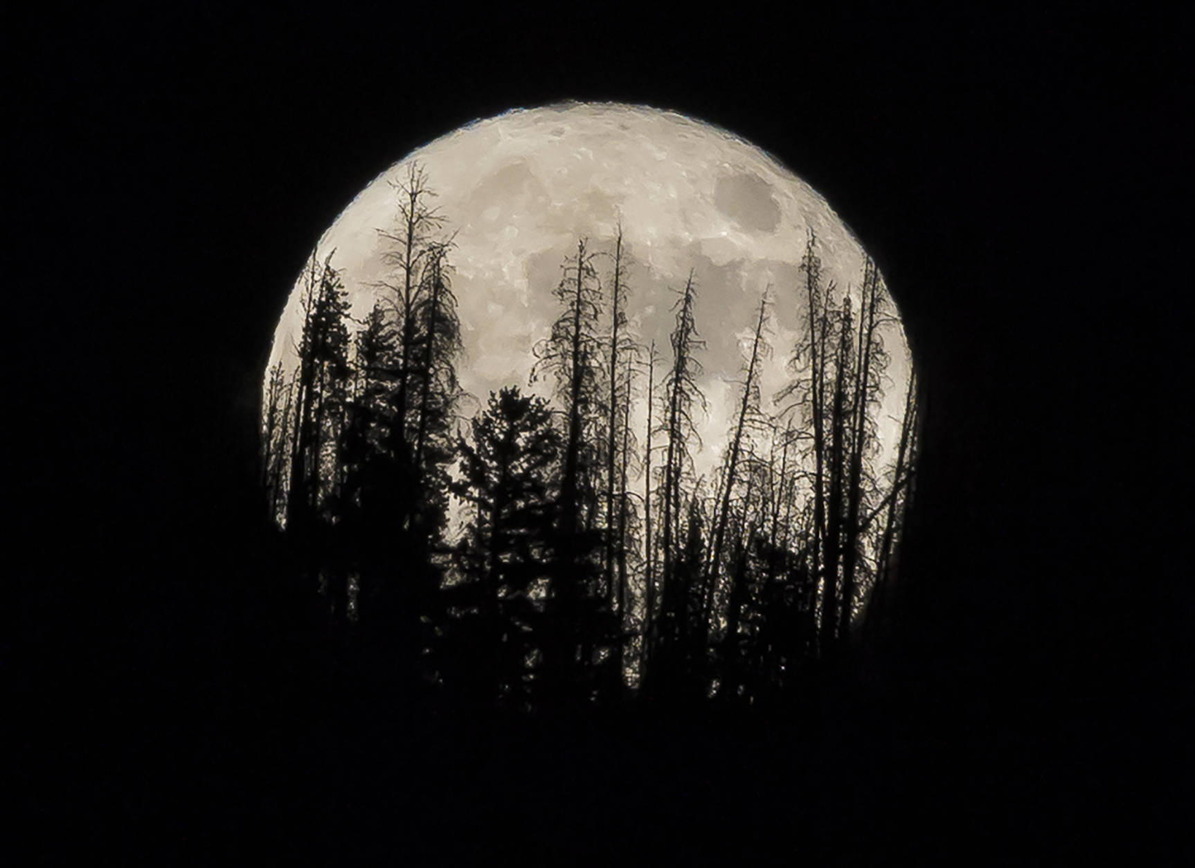 Evergreen trees are silhouetted on the mountain top as a supermoon rises over over the Dark Sky Community of  Summit Sky Ranch in Silverthorne, Colo., Monday, Nov. 14, 2016. (AP Photo/Jack Dempsey)