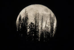 Evergreen trees are silhouetted on the mountain top as a supermoon rises over over the Dark Sky Community of  Summit Sky Ranch in Silverthorne, Colo., Monday, Nov. 14, 2016. (AP Photo/Jack Dempsey)