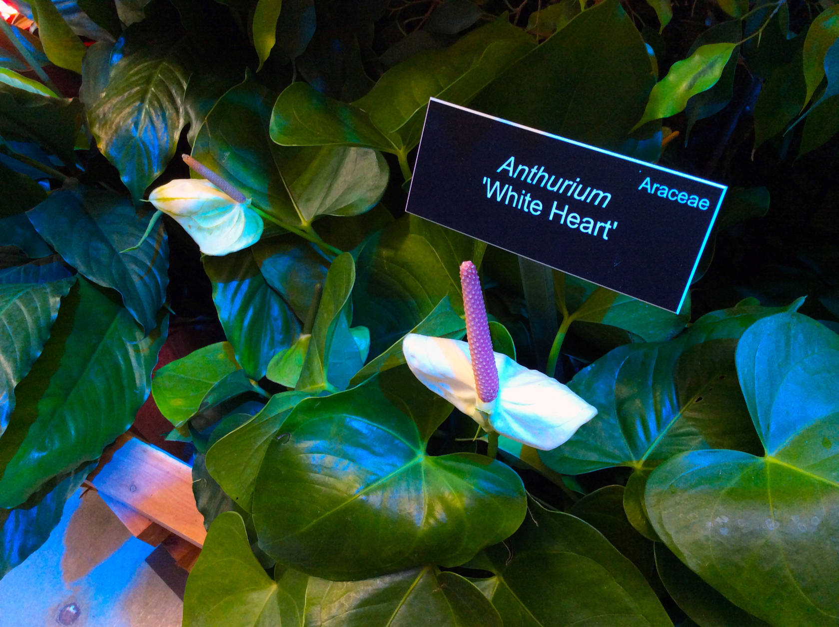 From exotic orchards to festive garlands, visitors can find all sorts of gems throughout the exhibit. (WTOP/Hanna Choi)