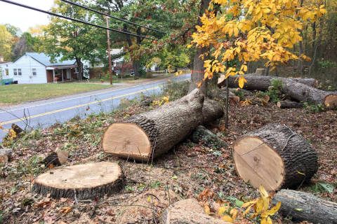 Neighbors band together to save trees from Pepco’s saws
