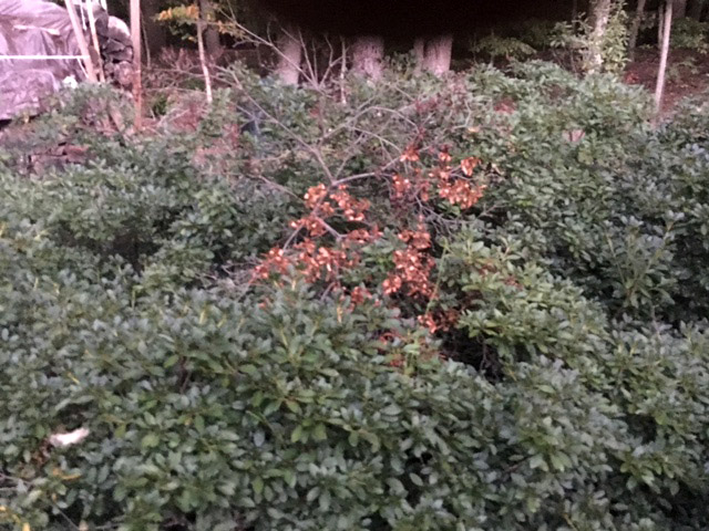 Joe of Fairfax shared this photo of his azalea bushes. One of the branches has died. Proper pruning and removing the wood mulch can help these bushes thrives, says Garden Editor Mike McGrath. (Courtesy Joe Ricigliano)