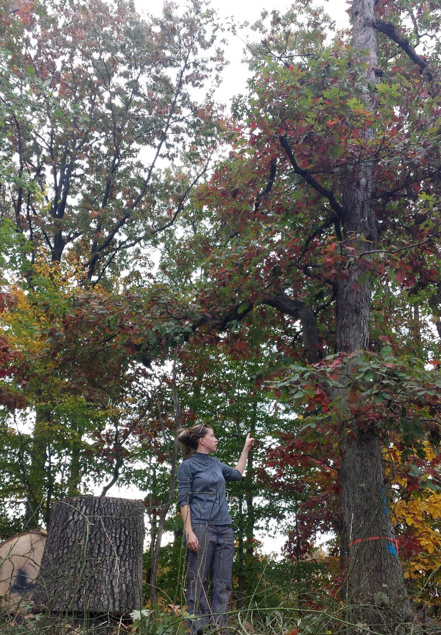 Berwyn Heights resident Carolyn Muscar points to a tree that Pepco agreed to spare after residents asked the utility to reevaluate its tree removal plans in their neighborhood. (Courtesy Therese Forbes)