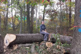 Carolyn Muscar is among Berwyn Heights residents who believe Pepco should do more to protect old growth trees. She suggests a more frequent maintenance schedule could prevent trees from growing into zones deemed problematic to power lines. (Courtesy Therese Forbes)