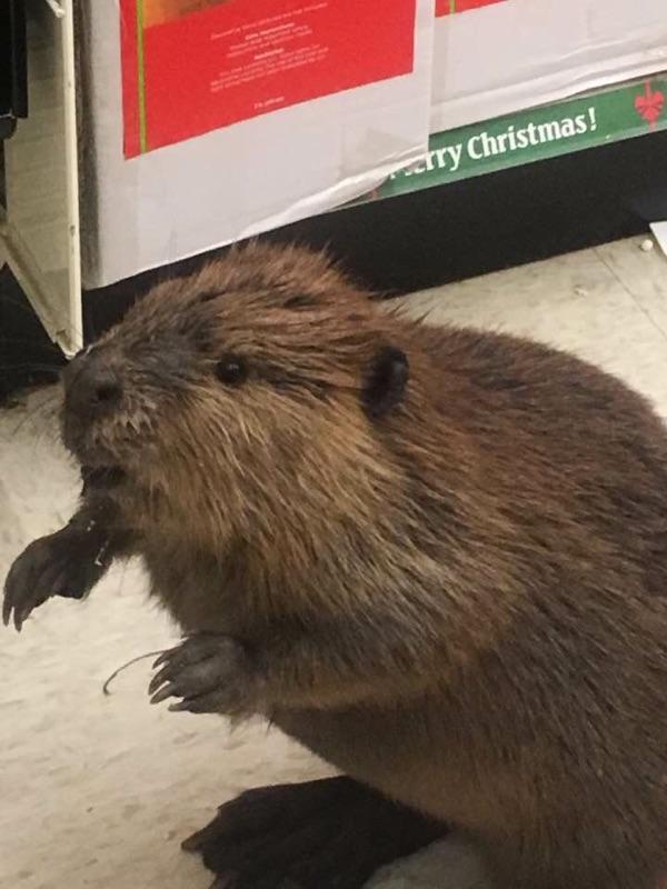 The beaver walked in through the front door of the Dollar General store in Charlotte Hall and started rummaging through the aisles, said a sheriff’s department spokesman. (Courtesy St. Mary's County Sheriff's Department)