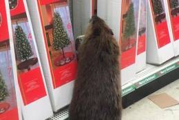 The beaver walked in through the front door of the Dollar General store in Charlotte Hall and started rummaging through the aisles, said a sheriff’s department spokesman. (Courtesy St. Mary's County Sheriff Department)