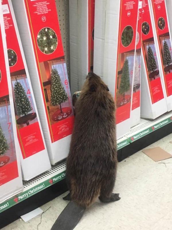 The beaver walked in through the front door of the Dollar General store in Charlotte Hall and started rummaging through the aisles, said a sheriff’s department spokesman. (Courtesy St. Mary's County Sheriff Department)