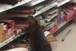 Store employees called animal control, which safely captured the beaver and released it to a wildlife rehabilitation. 