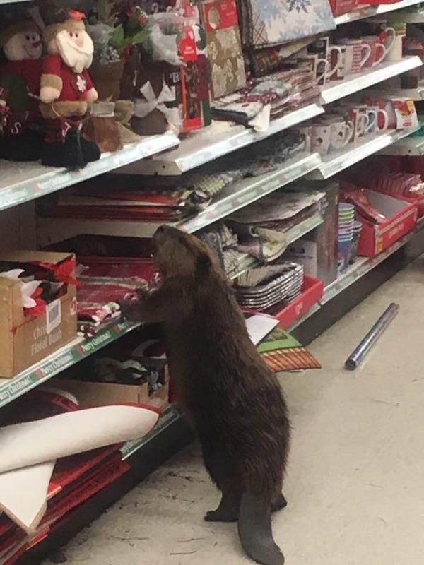 Store employees called animal control, which safely captured the beaver and released it to a wildlife rehabilitation. 