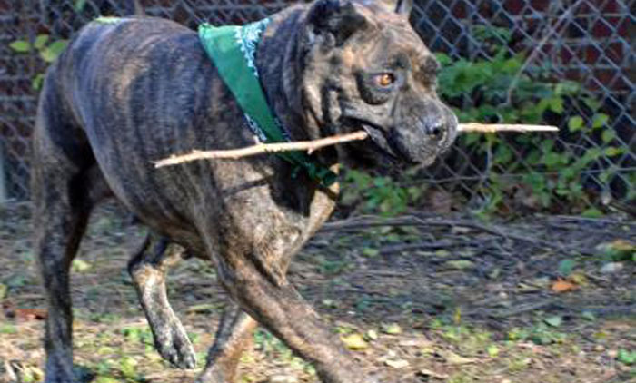 Yes, it’s a unique name and she’s a unique dog!  Blend, a Presa Canario mix (sometimes called a Canary Mastiff) was brought to the Humane Rescue Alliance by her owner due to a family member developing an allergy to her.   She has a beautiful brindle coat on her large frame.   At seven years old, Blend is middle-aged and is definitely a little laid back, but does have her occasional burst of energy.  She would prefer to be the only child as she loves to just lounge all day with her humans and have all the attention. Please come by our New York Avenue Adoption Center to meet Blend, this week’s Pet of the Week!
