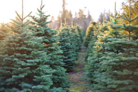 What to remember when you hunt for Christmas trees, holiday blooms