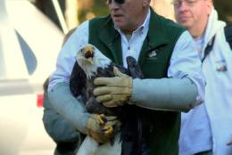 A handler holds the eagle before its release at the Wildlife Center of Virginia in Surry, Virginia, Wednesday, Nov. 23, 2016. (Courtesy Barb Melton)