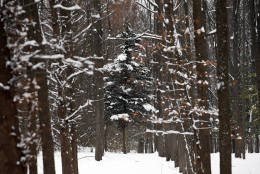 Trees are covered by snow in the Walnut Woods park on Sunday, Dec. 11, 2016, in Prospect Heights, Ill. Snow is expected to continue through late tonight, possibly bringing several more inches. (AP Photo/Nam Y. Huh)