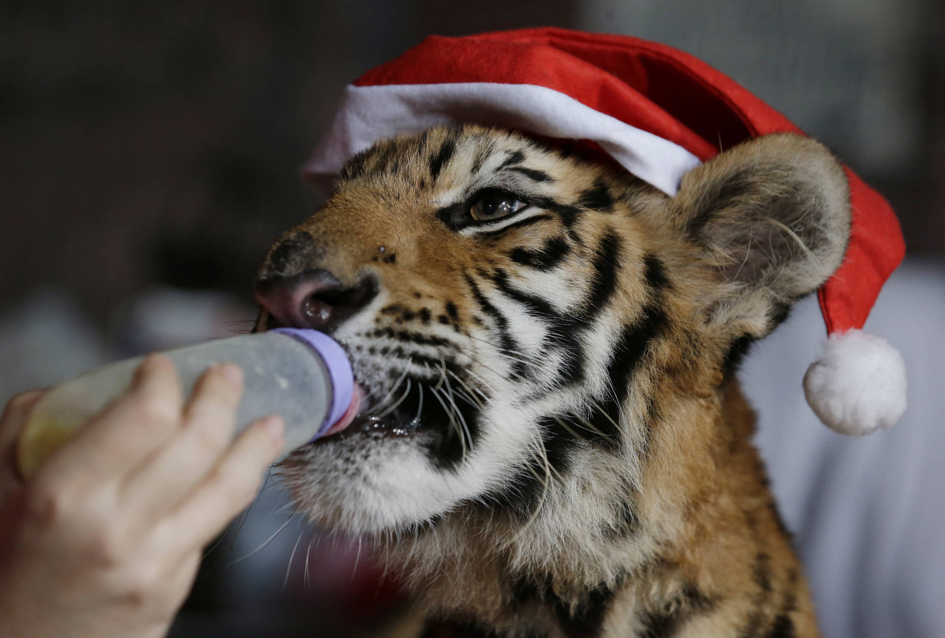 A Bengal tiger cub named "Tiger Duterte" is bottle fed during their annual "Animal Christmas Party" at the Malabon Zoo in Malabon, north of Manila, Philippines Wednesday, Dec. 21, 2016. The zoo also gave away Christmas gifts to orphans during the event. (AP Photo/Aaron Favila)