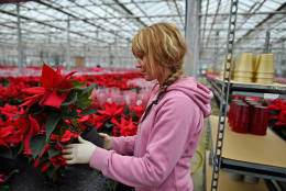 LOANHEAD, SCOTLAND - NOVEMBER 23:  Employees at the Pentland Plants garden centre prepare Poinsettia plants ready to be dispatched for the Christmas season on November 23, 2015 in Loanhead, Scotland. The garden center grows around 100,000 poinsettias, a traditional Christmas house plant.   The Midlothian business supplies a host of garden centres and supermarkets across Scotland and the north of England in time for Christmas.  (Photo by Jeff J Mitchell/Getty Images)