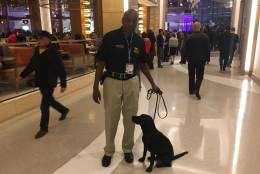 Security dog Kate kept things safe at the opening night of the MGM National Harbor. (WTOP/Mike Murillo)