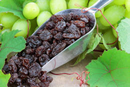 Scoop full of raisins surrounded by ripe white grapes and grape vines.