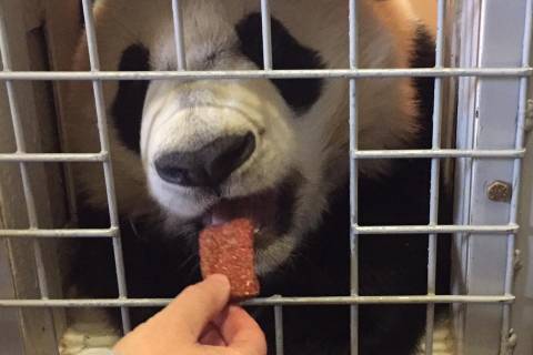 Panda cub Bei Bei shows off scar after surgery