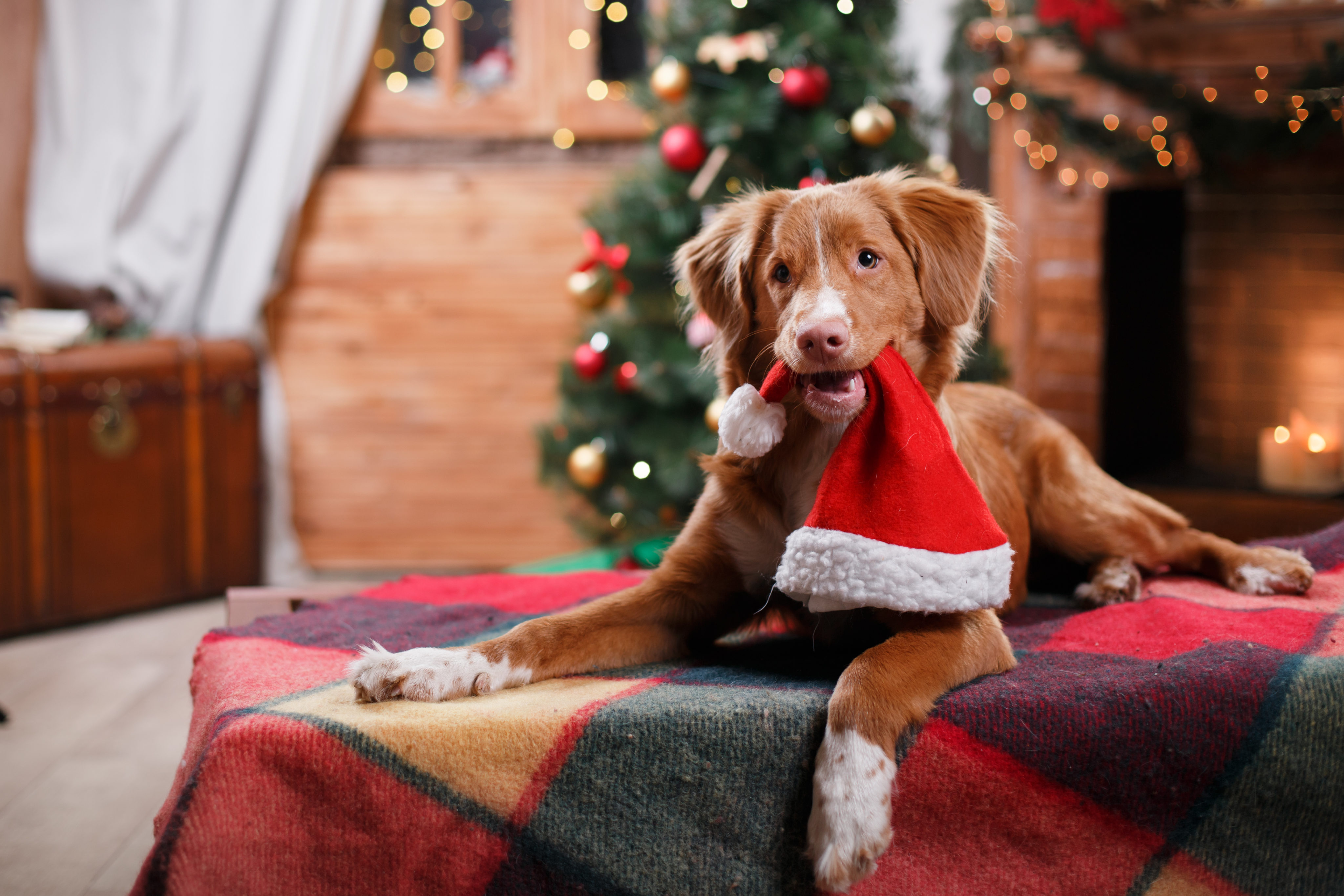 Holiday foods, decorations to keep away from pets WTOP