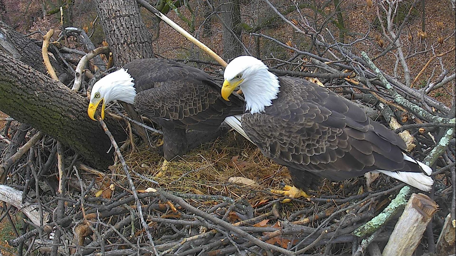 Famous DC eagle couple leads countdown to new year WTOP News