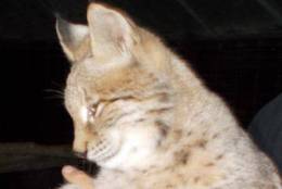 This lynx is identical to two that were taken from Wilson's Wild 
Animal Park in Winchester, Virginia. (Courtesy Frederick County Sheriff's Office)