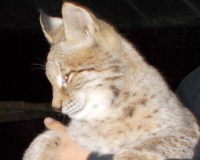 Frederick Co. police search for missing lynx