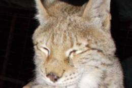 The missing Siberian lynx taken from Wilson's Wild Animal Park in Frederick County, Virginia, are 10 months in each and cost about $4,000 each. (Courtesy Frederick County Sheriff's Office)