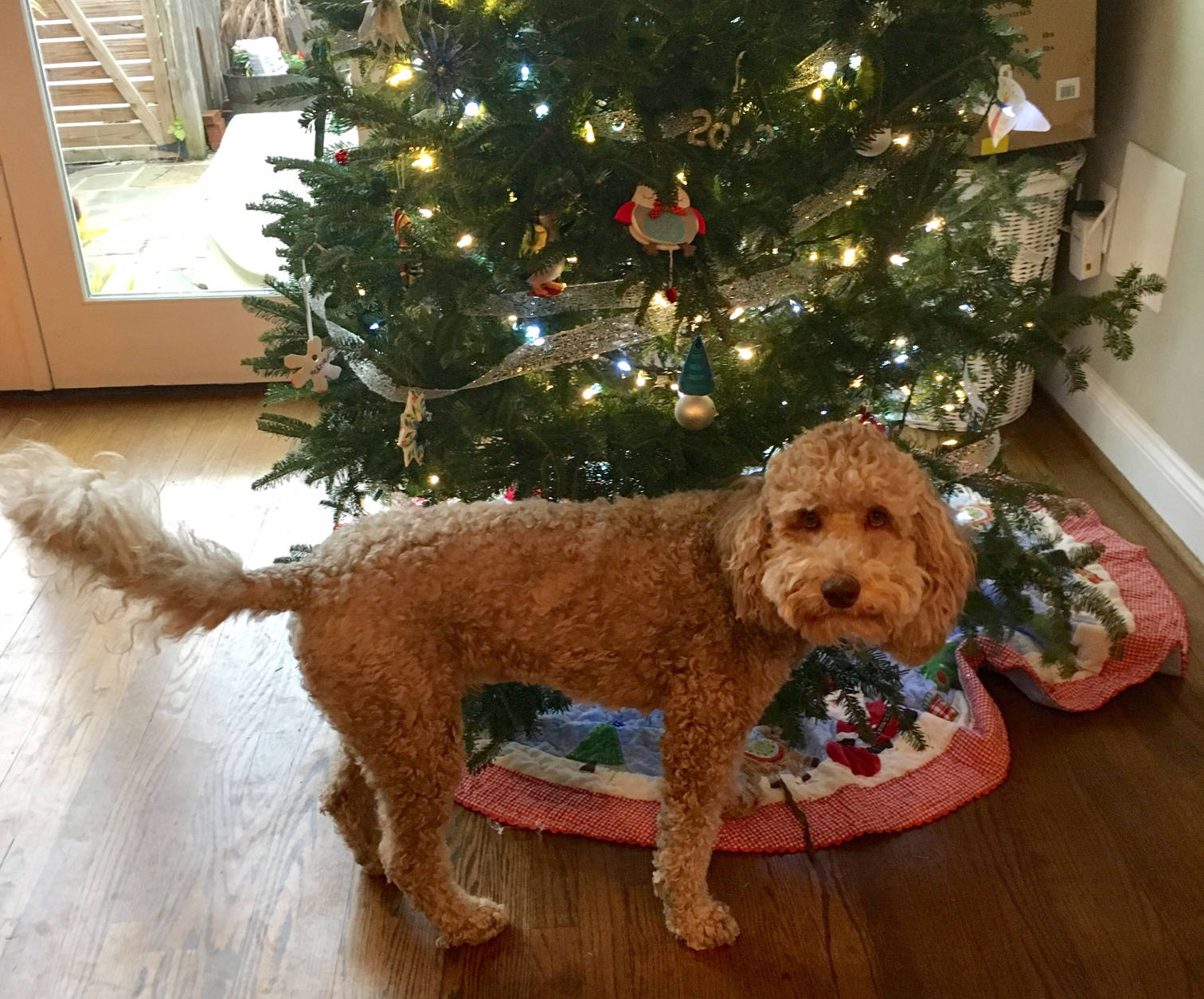 dog Christmas tree