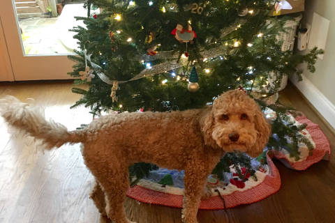 Christmas, a dangerous time for pets
