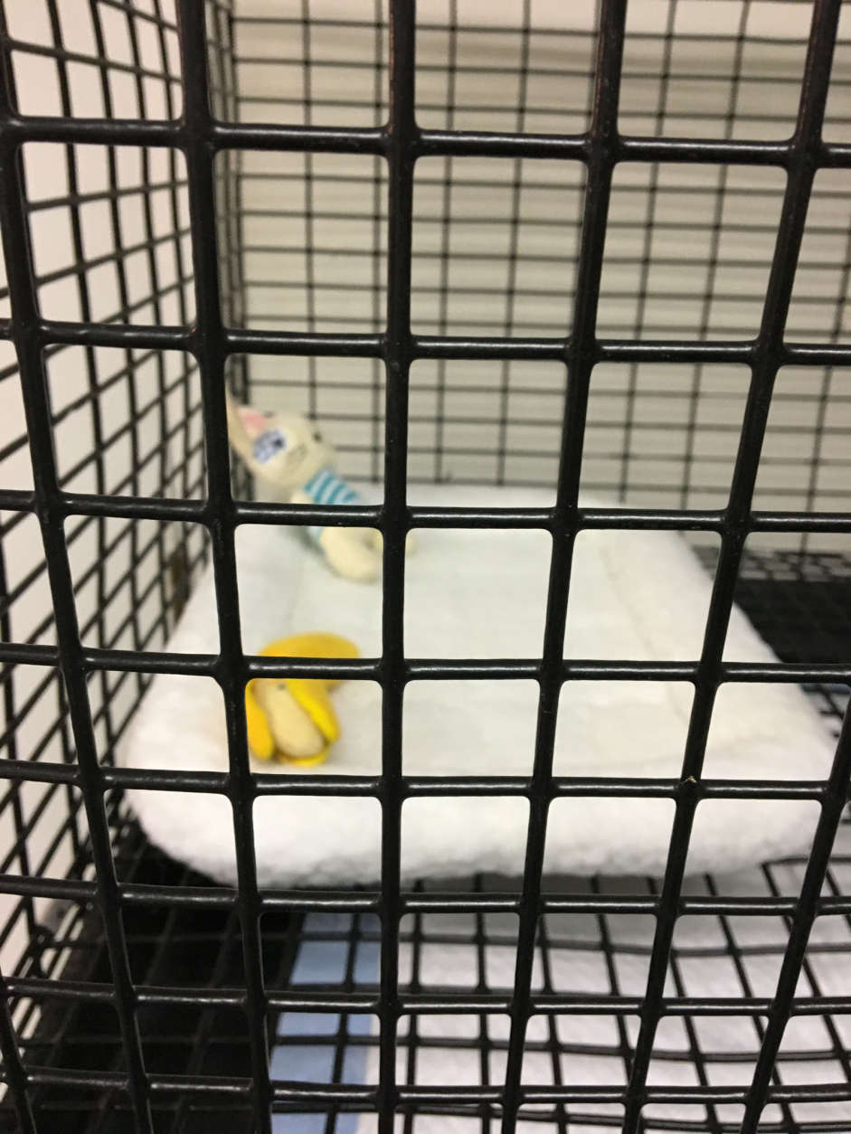 Pet store owner Roger Kummer says he and his fiancee arrived to find the empty cages Sunday night. Missing were six dogs which sell for anywhere between $800 and $1,100 dollars. (Courtesy Roger Kummer)