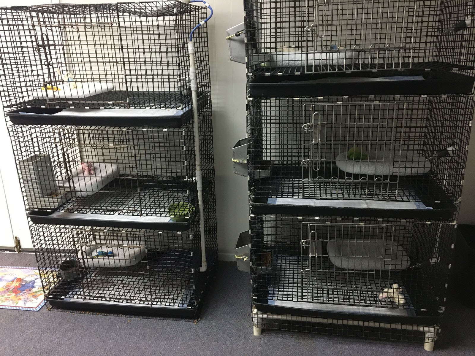 Pet store owner Roger Kummer said he and his fiance arrived to find the empty cages Sunday night. Missing were six dogs which sell for anywhere between $800 and $1,100 dollars. (Courtesy Roger Kummer)