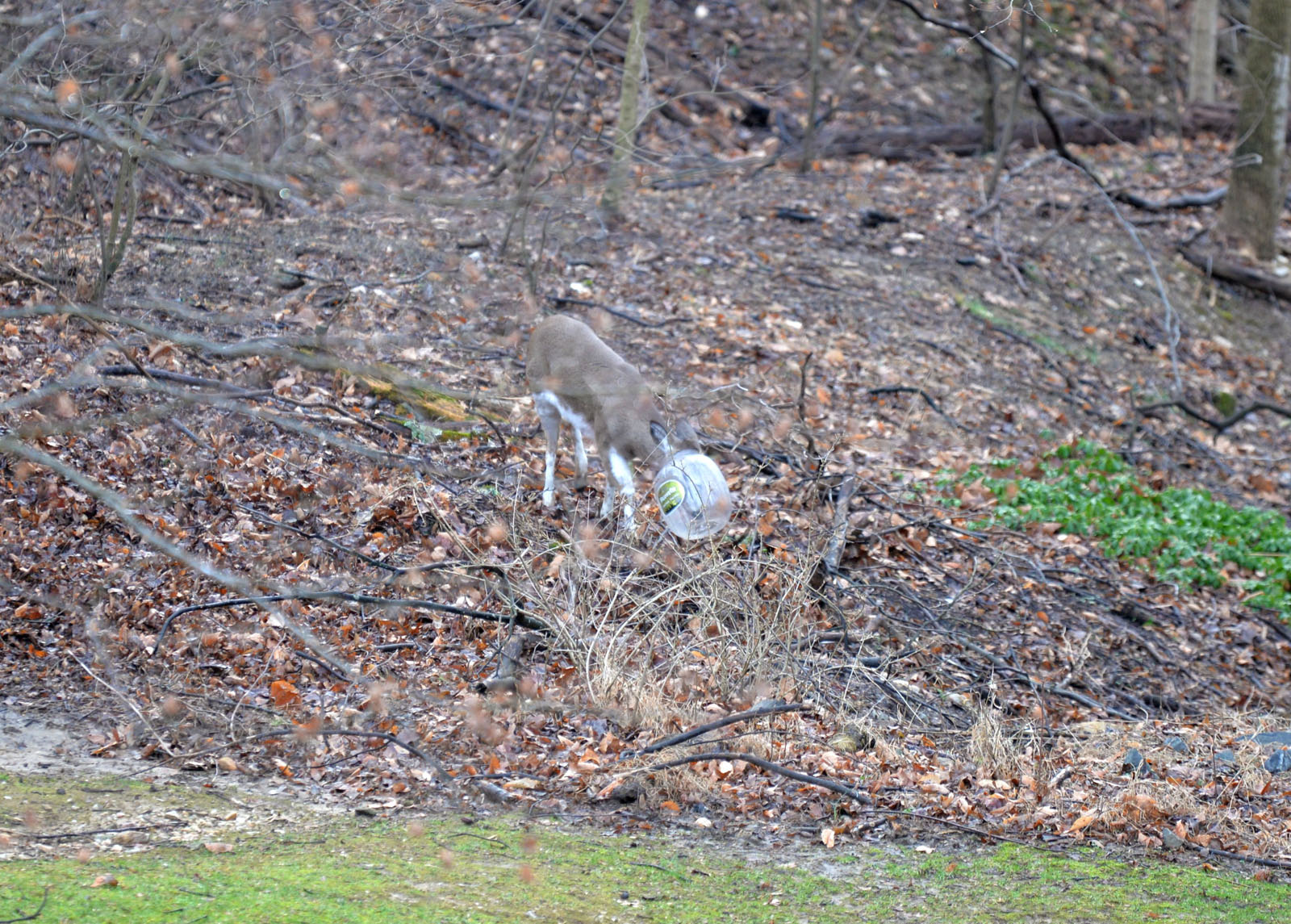 Residents of a Bel Air, Maryland, neighborhood, are concerned a deer spotted in the neighborhood with a clear plastic snack container on its head. (Courtesy Chris Beauchamp)