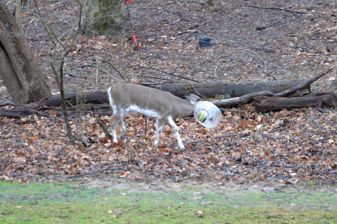 Plastic container taken off Md. deer nicknamed ‘Jughead’
