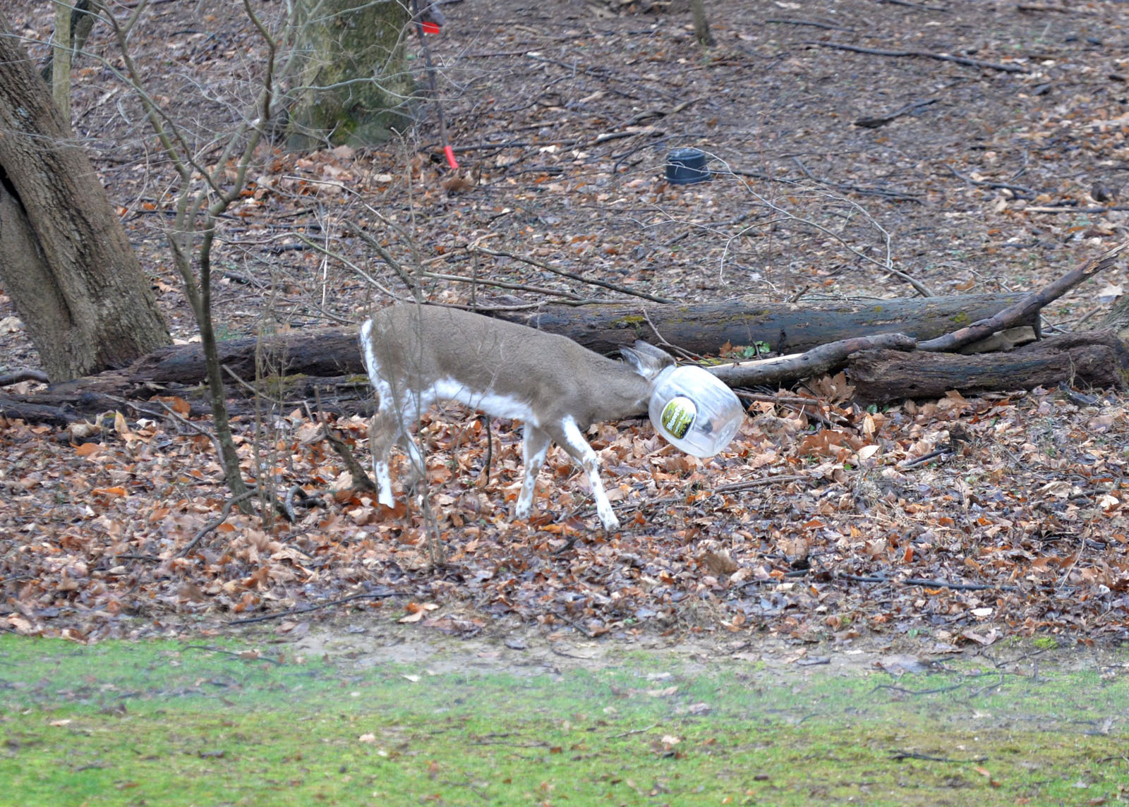 Residents of a Bel Air, Maryland, neighborhood, are concerned a deer spotted in the neighborhood with a clear plastic snack container on its head. (Courtesy Chris Beauchamp)
