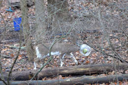 Residents of a Bel Air, Maryland, neighborhood, are concerned a deer spotted in the neighborhood with a clear plastic snack container on its head. (Courtesy Chris Beauchamp)