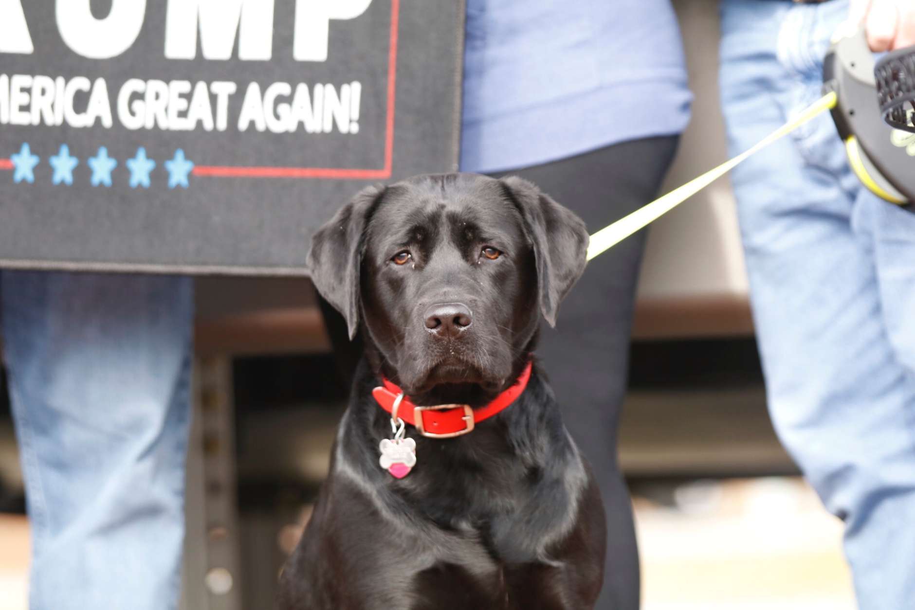 Charlie the chocolate lab was among the Trump supporters at the Cherry Hill Park Campground. (WTOP/Kate Ryan)