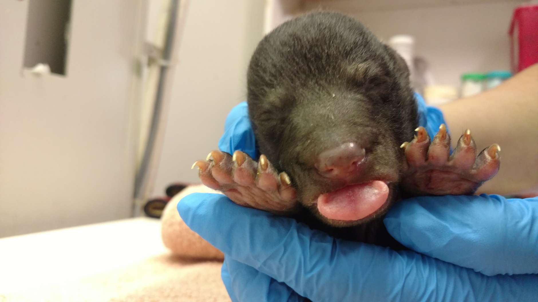 Biologists in Virginia have rescued a newborn black bear found in a den without its mother. The surviving cub was taken to the wildlife center on Monday, where he's being fed every four hours in the intensive care unit. (Courtesy Virginia Wildlife Center)