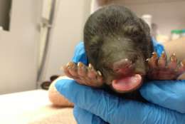 Biologists in Virginia have rescued a newborn black bear found in a den without its mother. The surviving cub was taken to the wildlife center on Monday, where he's being fed every four hours in the intensive care unit. (Courtesy Virginia Wildlife Center)