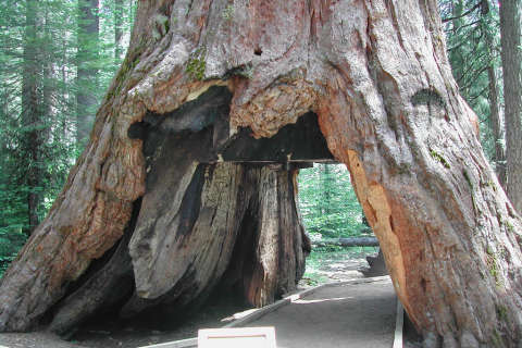 California’s famous ‘drive-thru’ sequoia toppled by storms