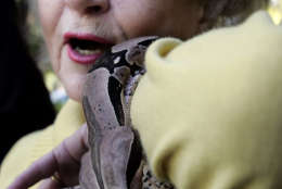 Actress Betty White wears a South American python around her wrist at the Los Angeles Zoo Monday, Feb. 20, 2006, in Los Angeles, where she was honored as Ambassador to the Animals by the city for her decades of dedication to the humane treatment of animals. (AP Photo/Nick Ut)